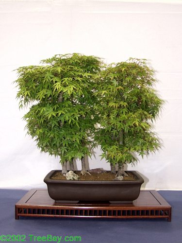 2002Betsuin 154_adj.jpg